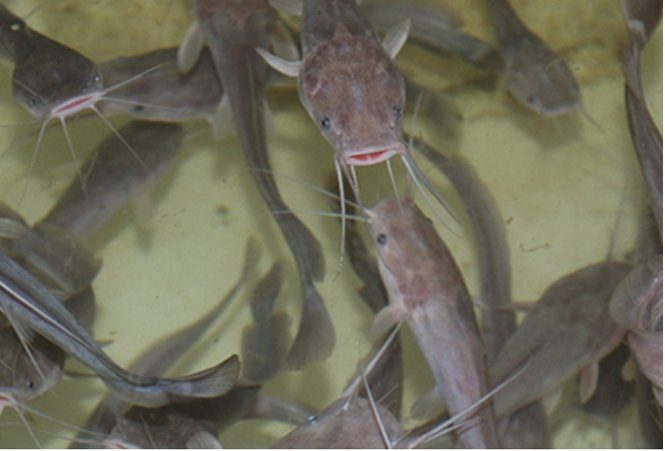 Aquaculture